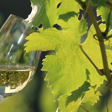 Weingut Rosenbaum Διαμέρισμα Briedel Εξωτερικό φωτογραφία