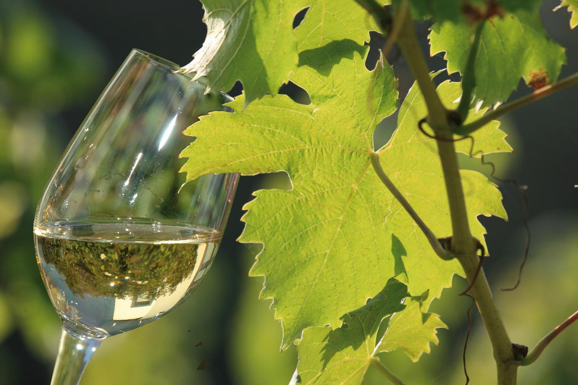 Weingut Rosenbaum Διαμέρισμα Briedel Εξωτερικό φωτογραφία