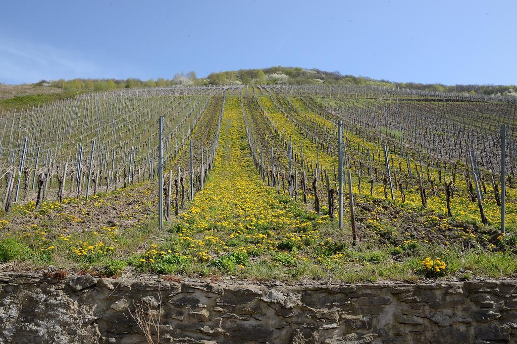 Weingut Rosenbaum Διαμέρισμα Briedel Εξωτερικό φωτογραφία